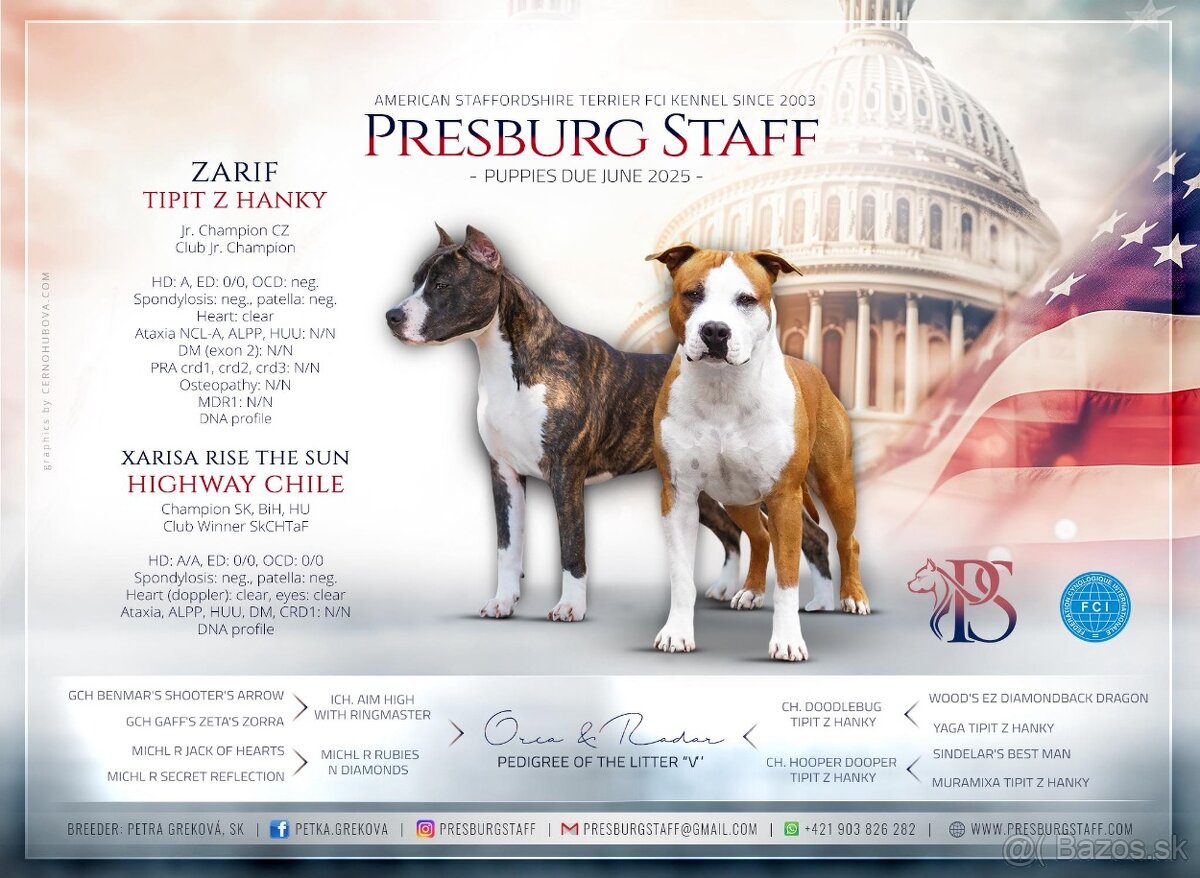 Americký Staffordšírsky terriér - 14