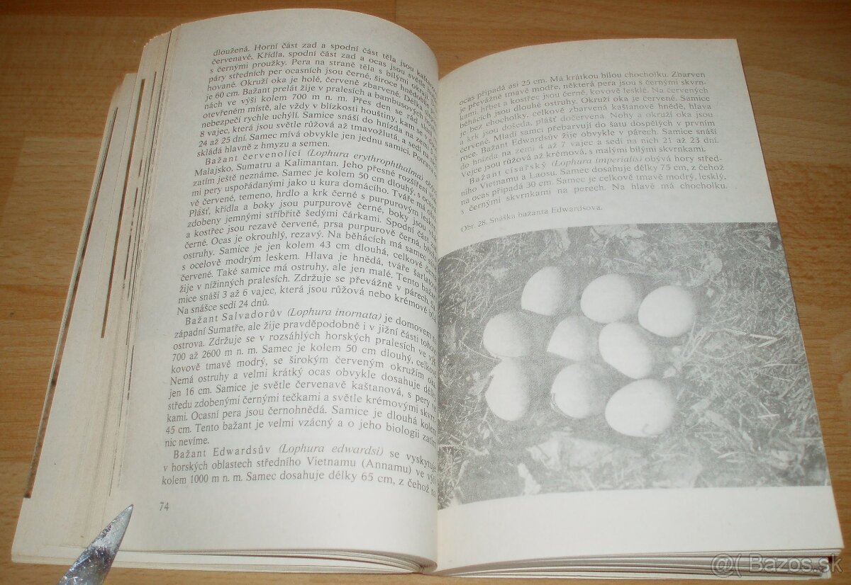 Bažanti a ostatní hrabaví - 14