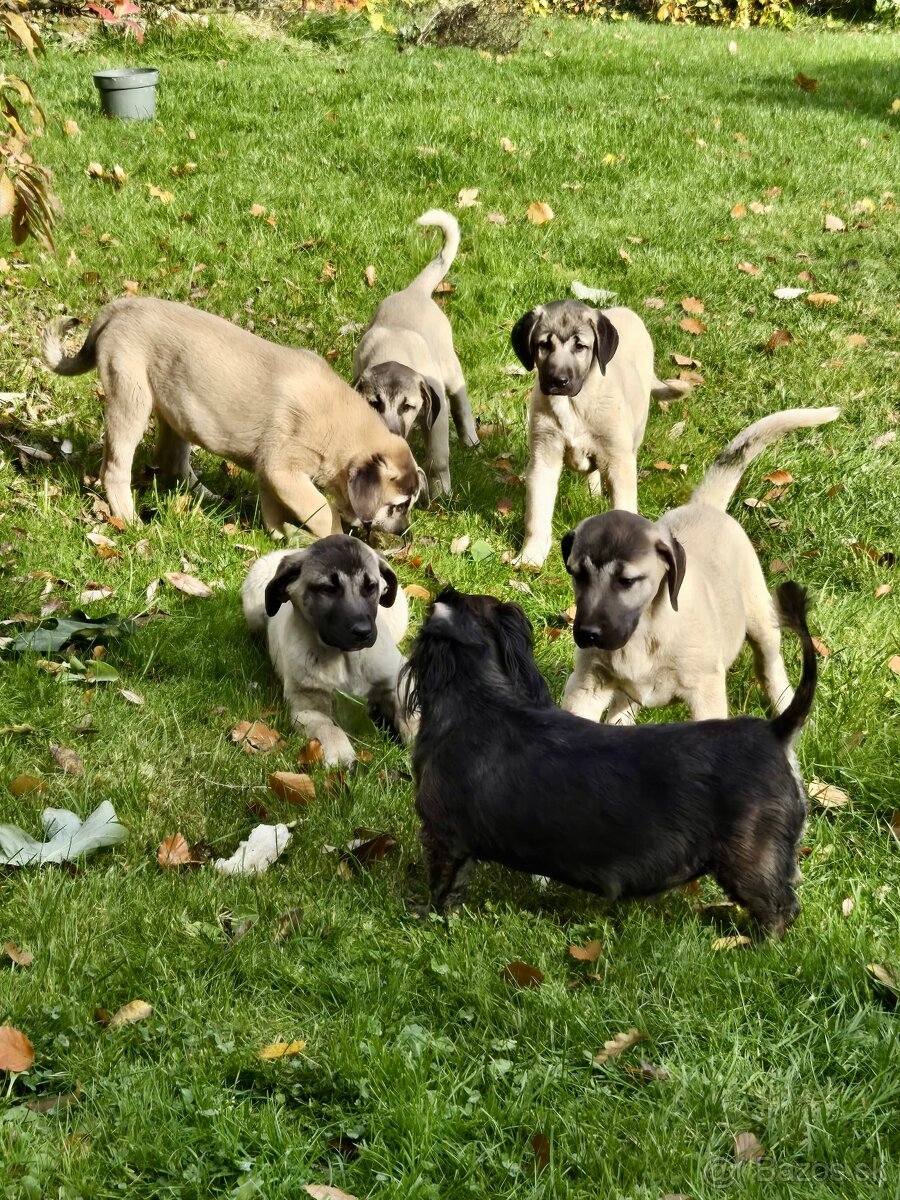 KANGAL - štěňata již K ODBĚRU, iba sučky - 14