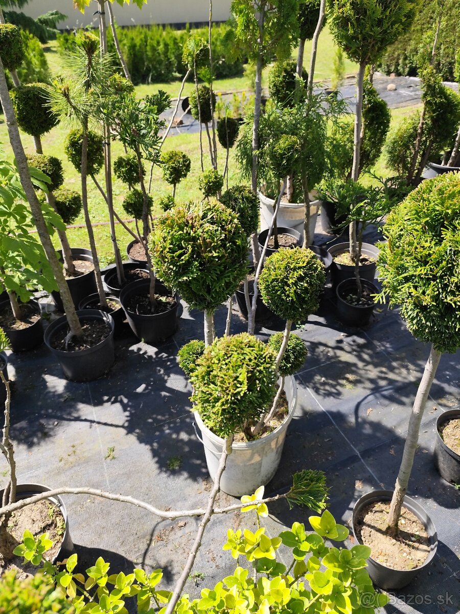 Okrasné dreviny, kríky - 14