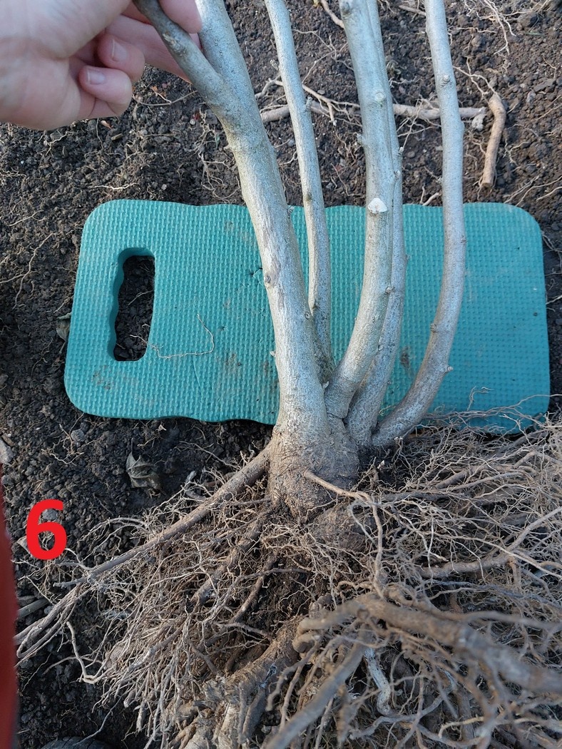 Rastliny na bonsaj, bonsai - IBIŠTEK SÝRSKY_2 - 14