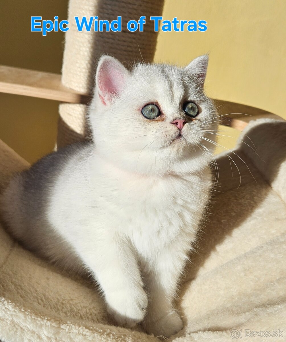 Britská krátkosrstá - 14