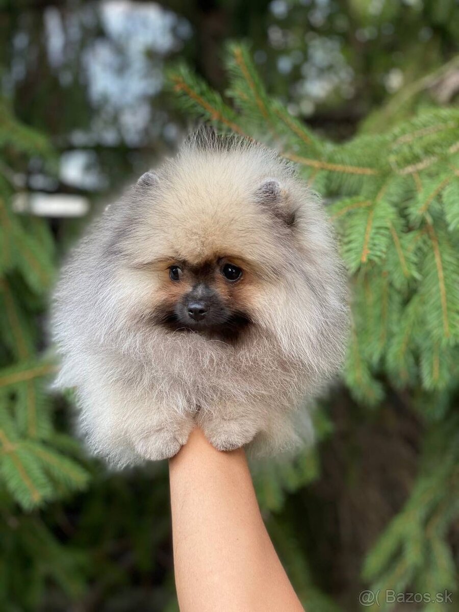 Pomeranian Exkluzivní Fenečka PP FCI - 14