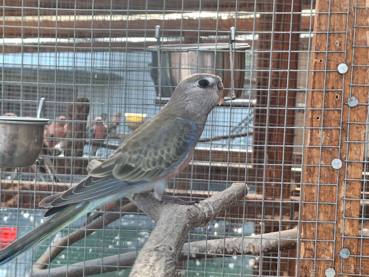 Neofema bourkova - 14