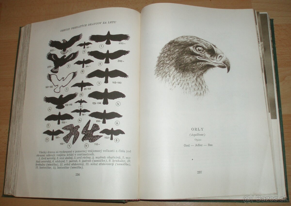 Poľovníctvo v obrazoch - 14