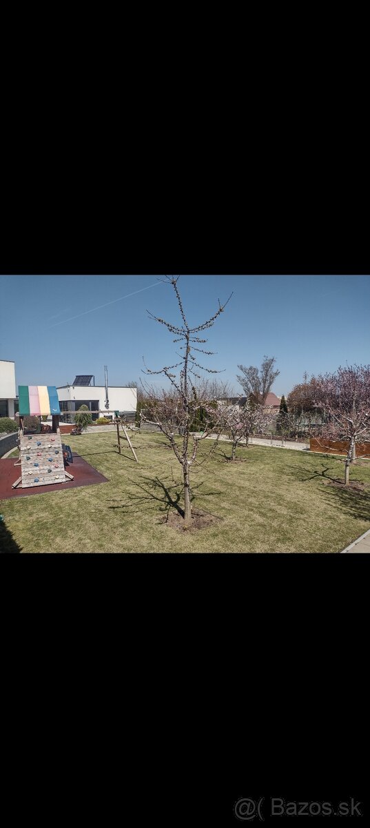 Strihanie ovocných stromov - 14