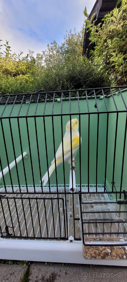 Kanáre kanáriky - 14