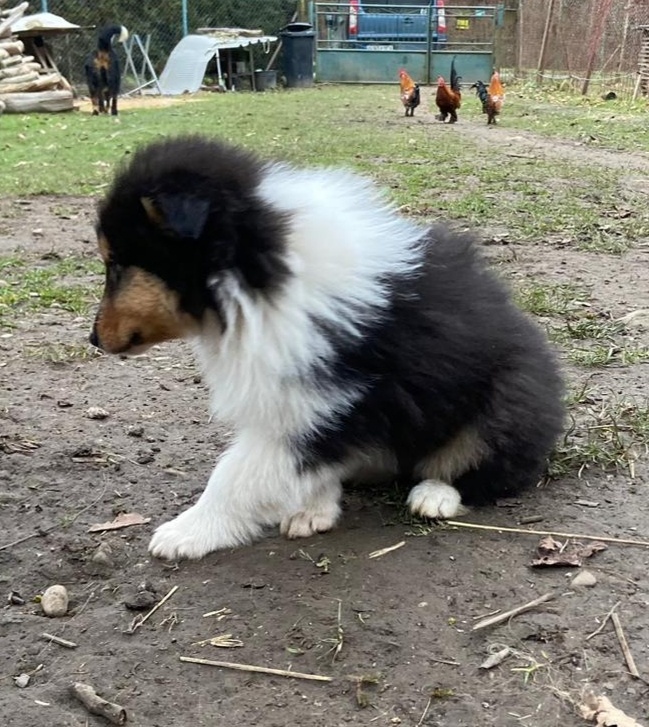 Kolia dlhosrstá - 14