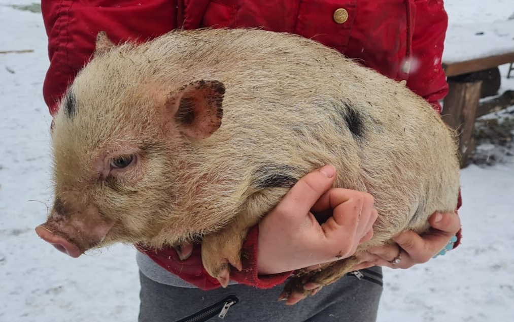 Gottingenské miniprasiatka - 14