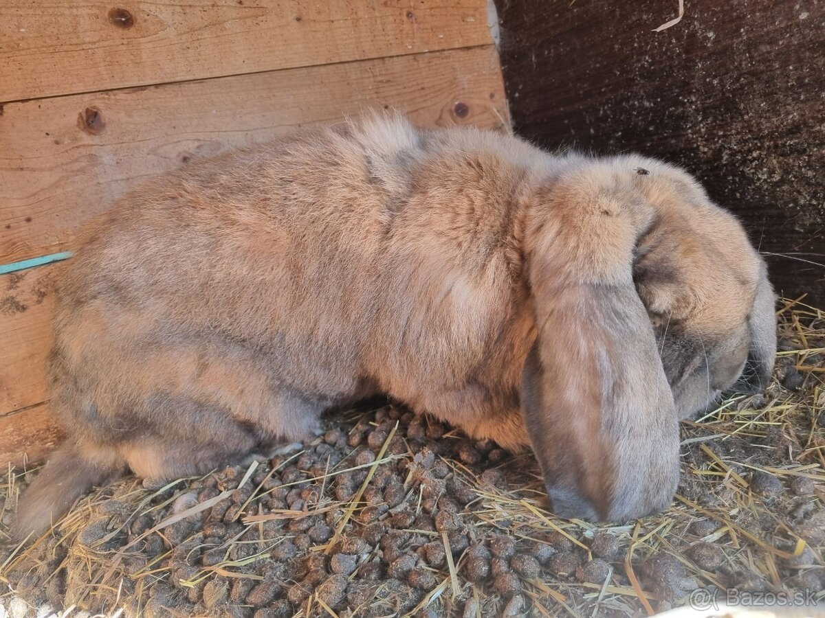 NOS .FRANCUZKY BARAN - 14