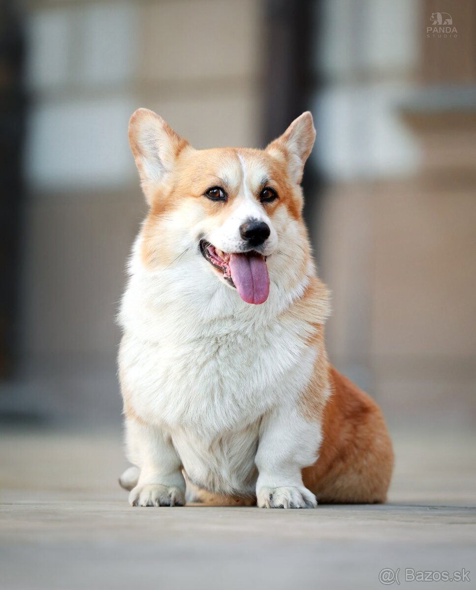 Welsh Corgi Pembroke - 14