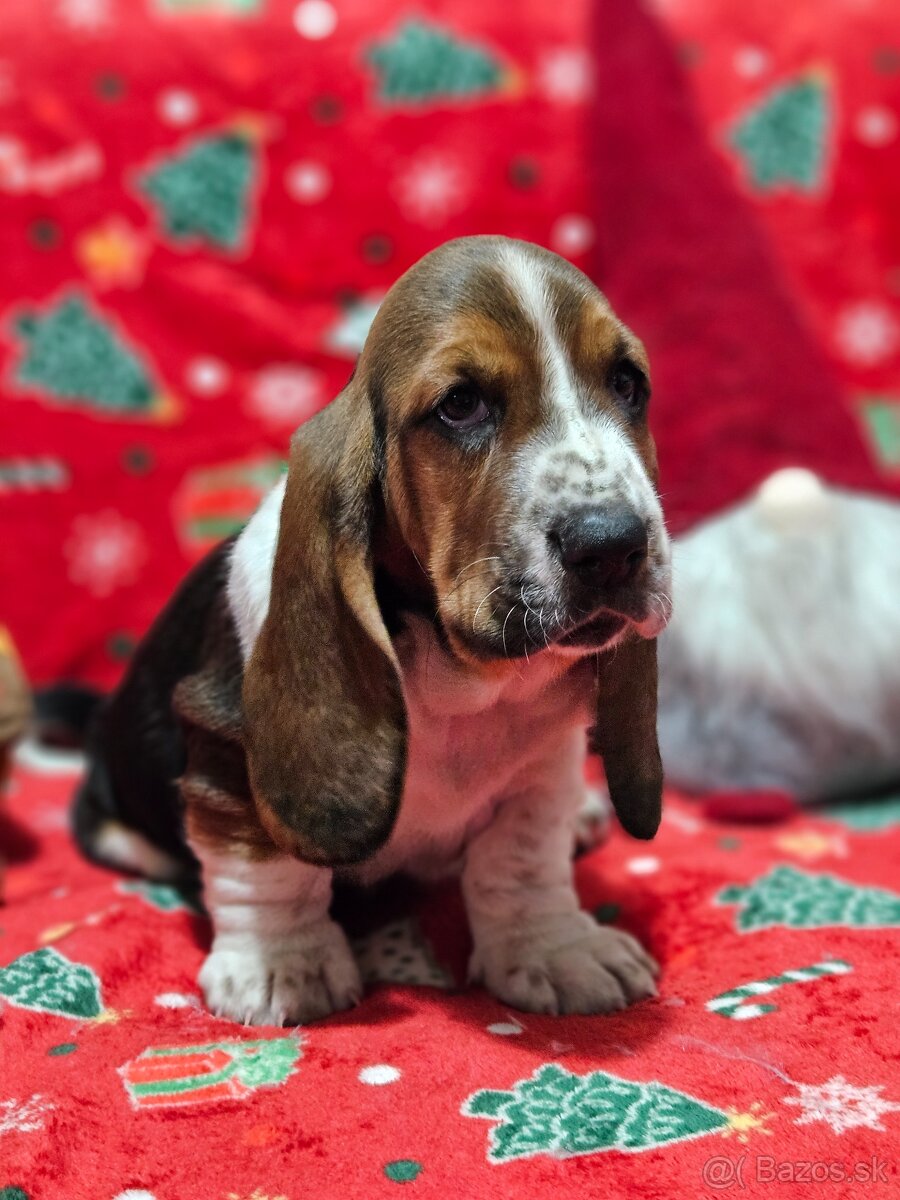 Basset hound , basset , baset - 14