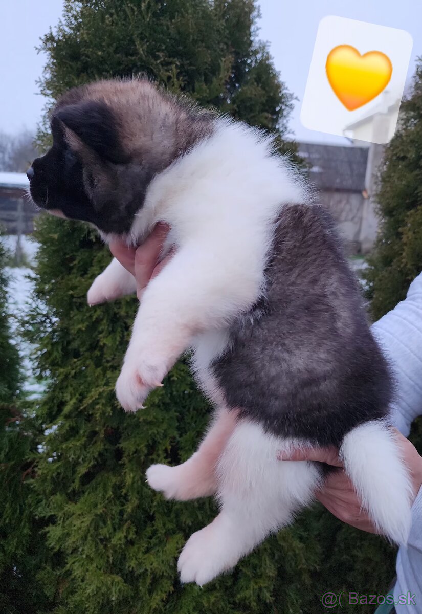 Americká akita s PP - 14