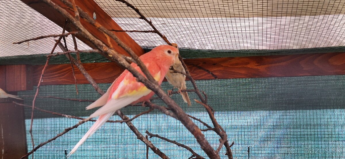 Neofema Bourkova Rubino - 14