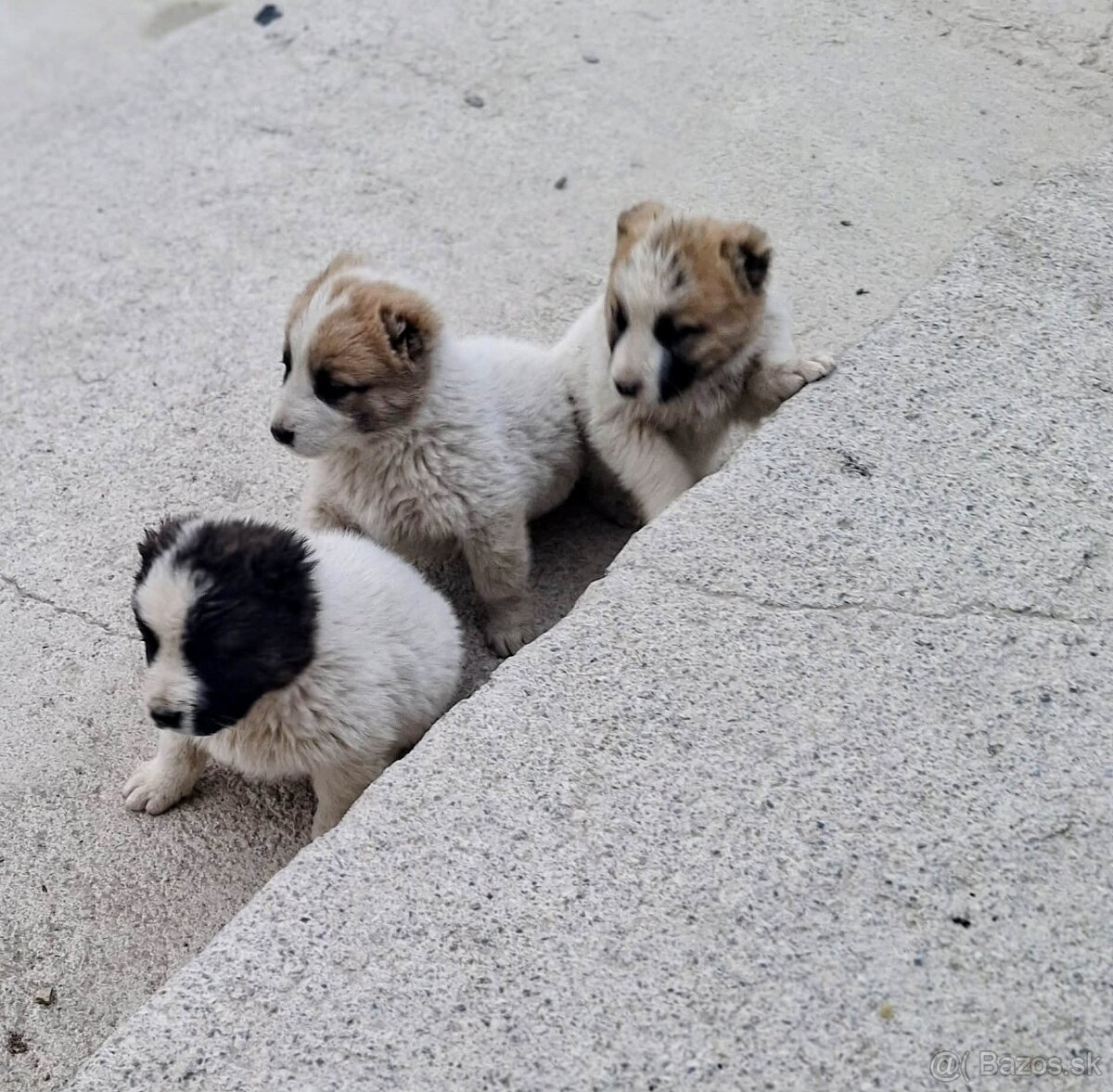 Stredoázijský ovčiak- šteniatká - 14