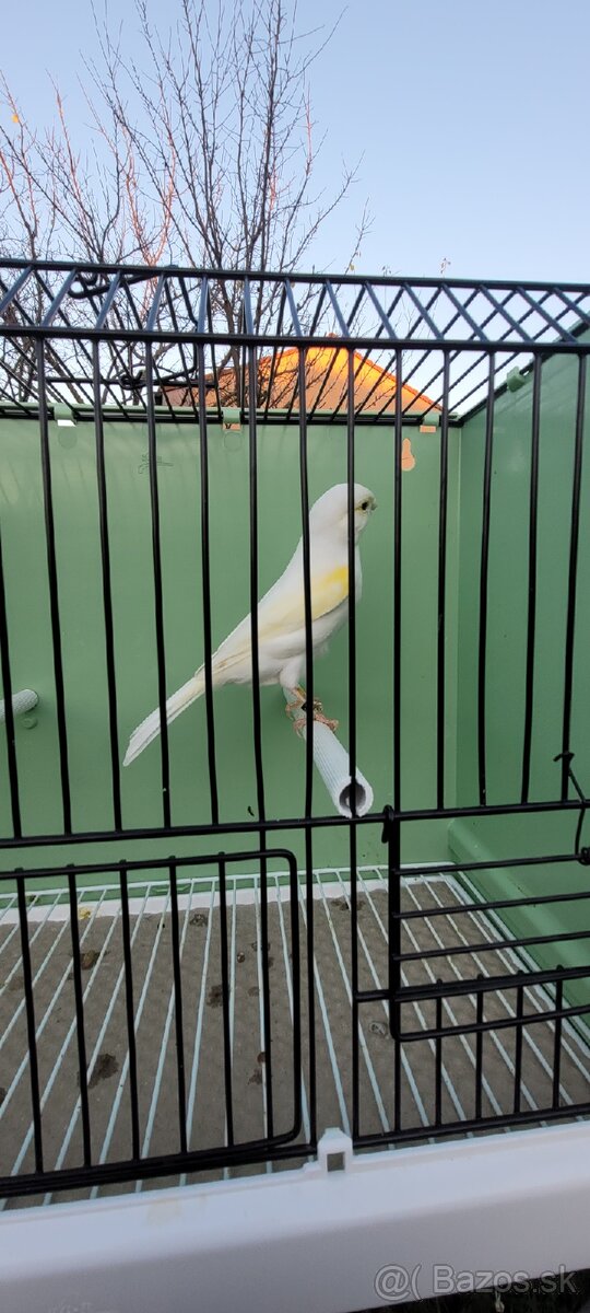 Predám Kanáriky,Kanáre - 14