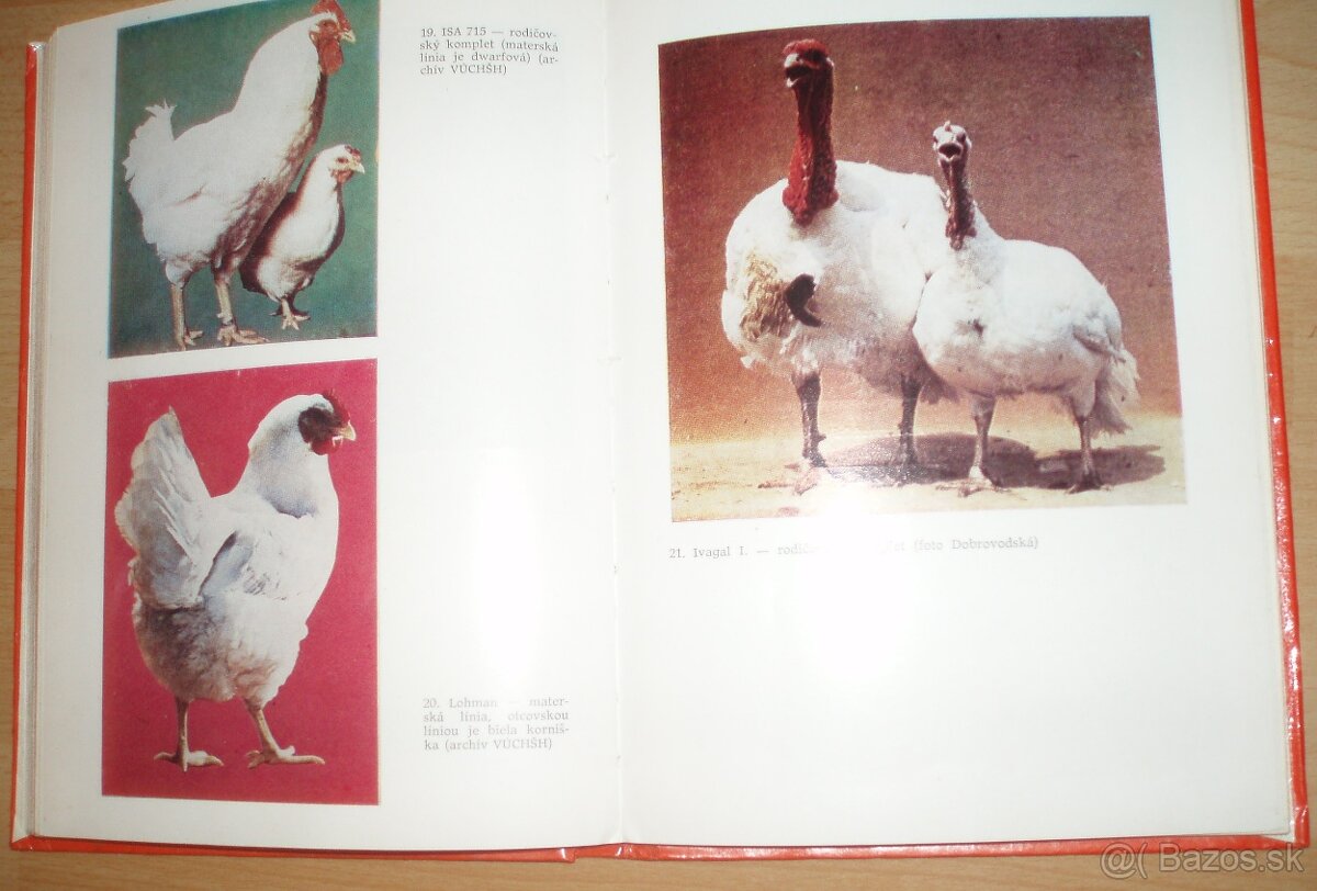 Najvýkonnejšie plemená a typy hydiny - 14