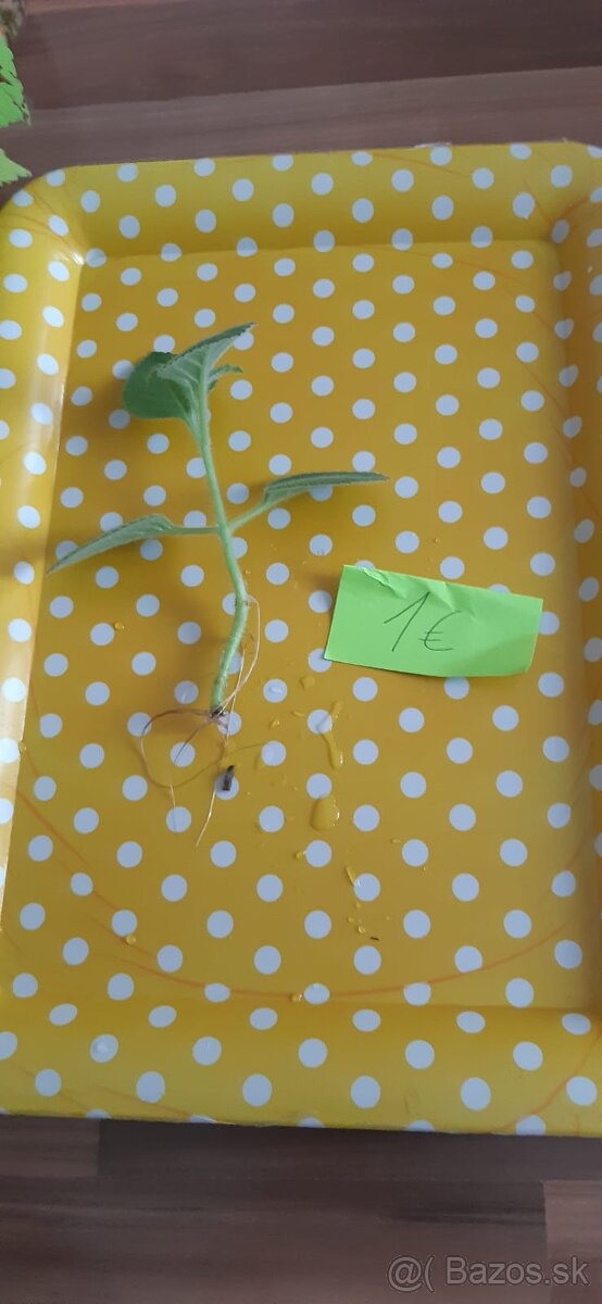 Zakorenené izbove rastliny - 14