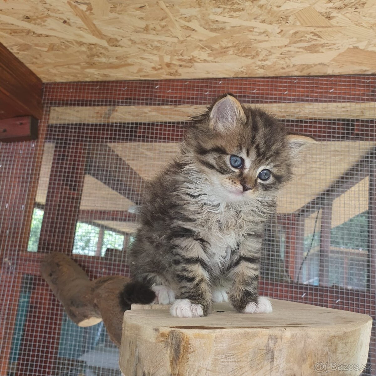 Ponukam maciatka - 14