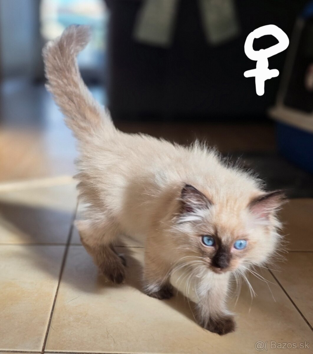 Mačiatka Ragdoll - 14