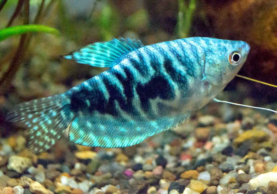 Spoločenské rybky - 14