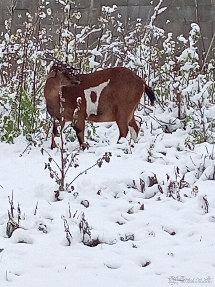 Anglonubijska koza a cap - 14