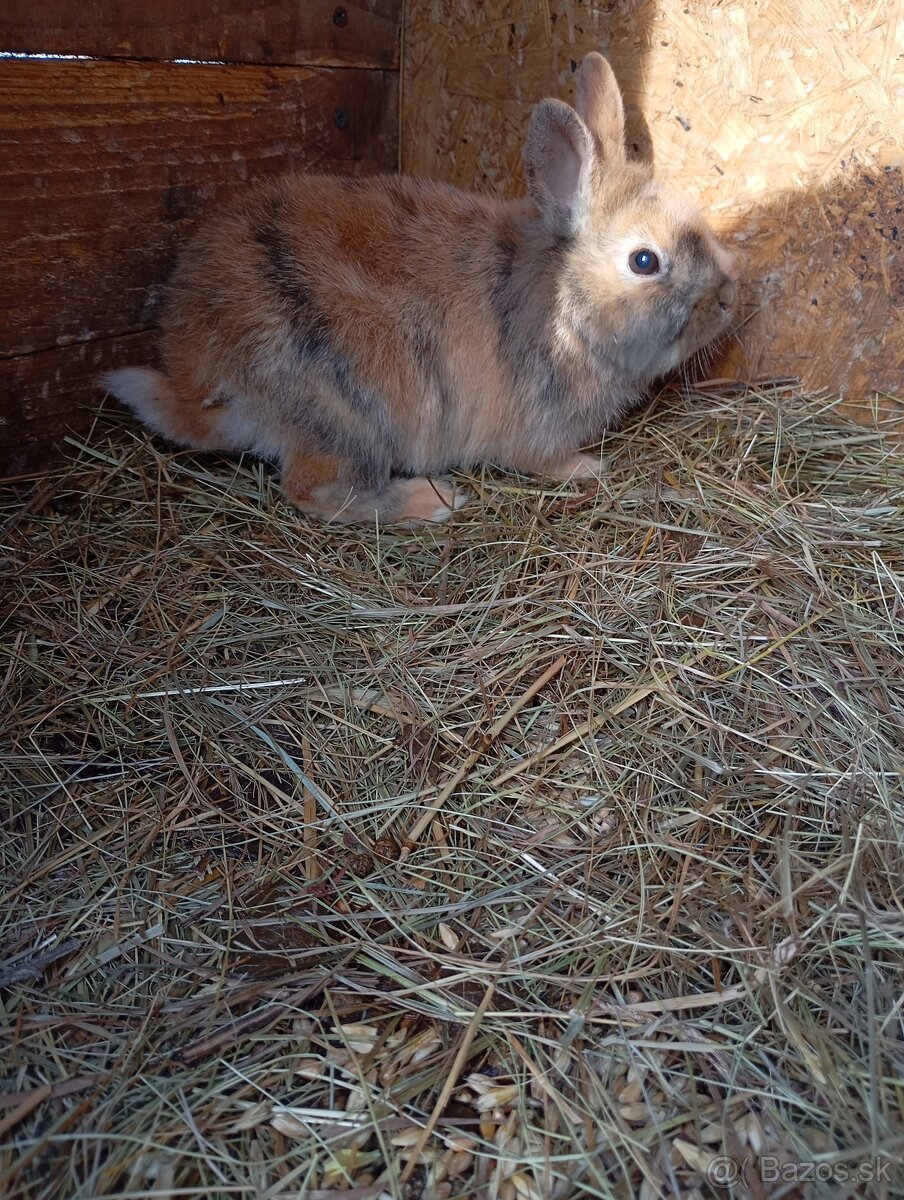 Zakrsle zajace - 14