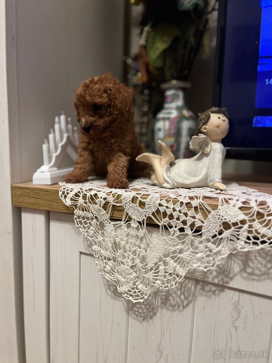 Pudel toy Red ultra mini - 14