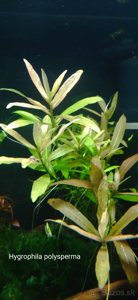 Akvarijne rastlinky z prestrihu - 14