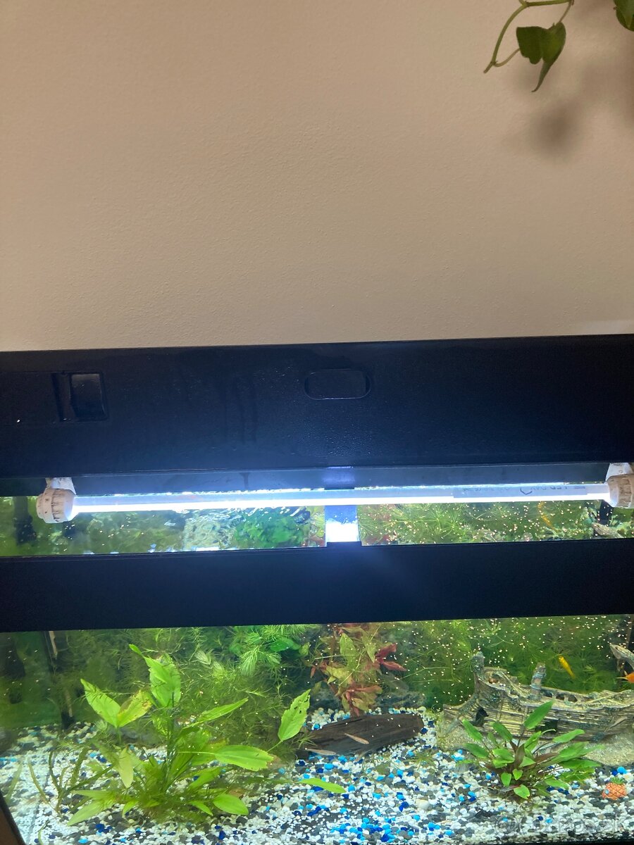 Akvarium, rybičky, rastlinky - 14