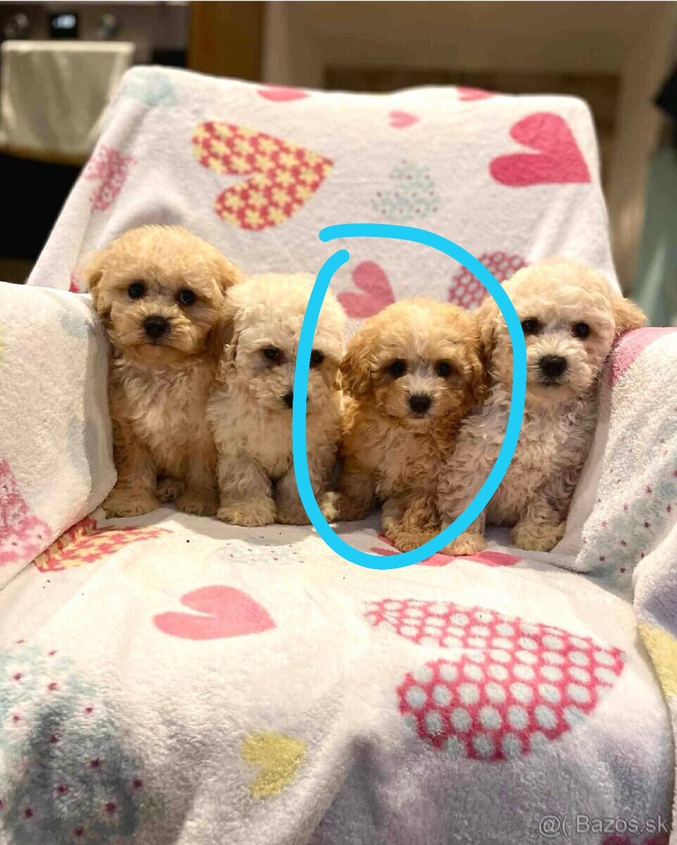 Apricot Maltipoo - 14