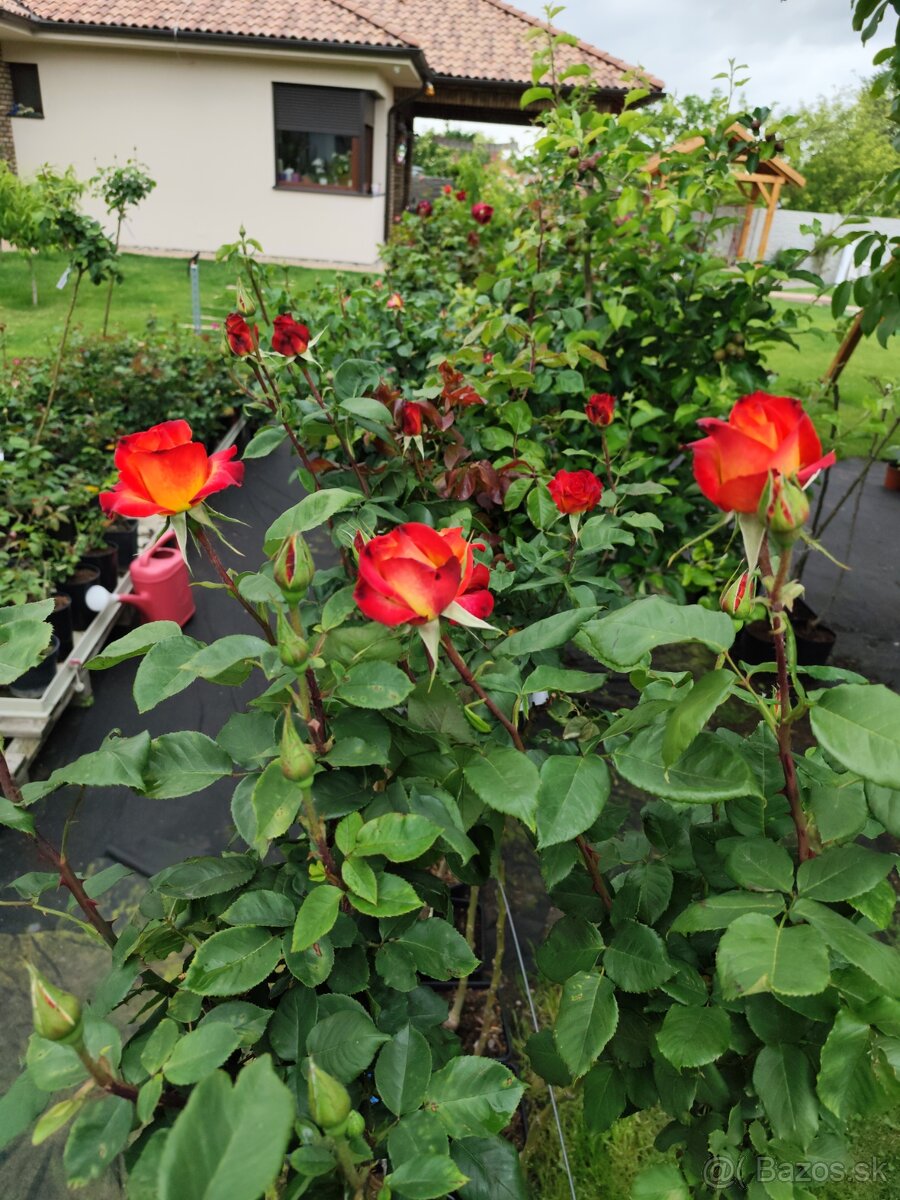 Ruže, rózsa, stromčekové ruže, rózsafa - 14