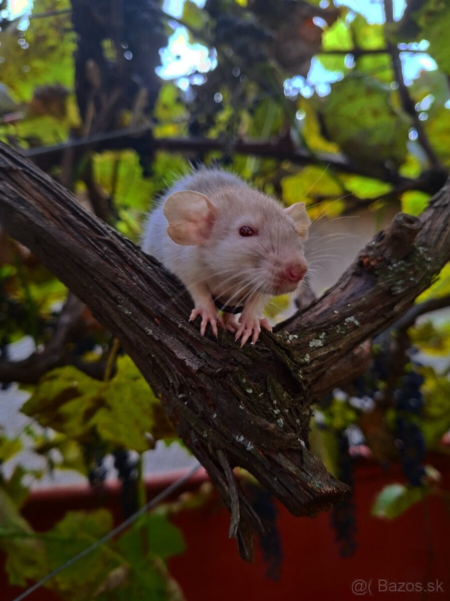 Predám potkaniky - 14