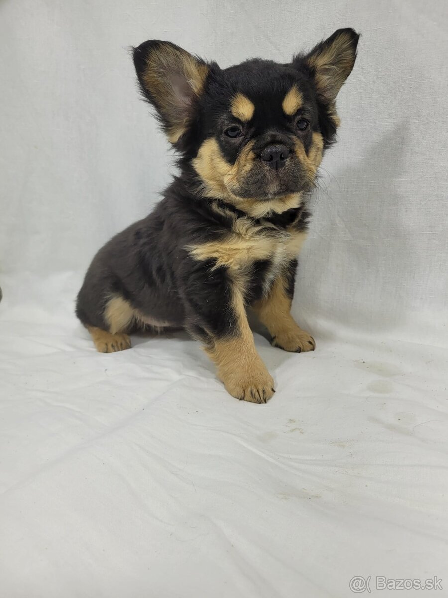 Francúzsky buldoček - 14