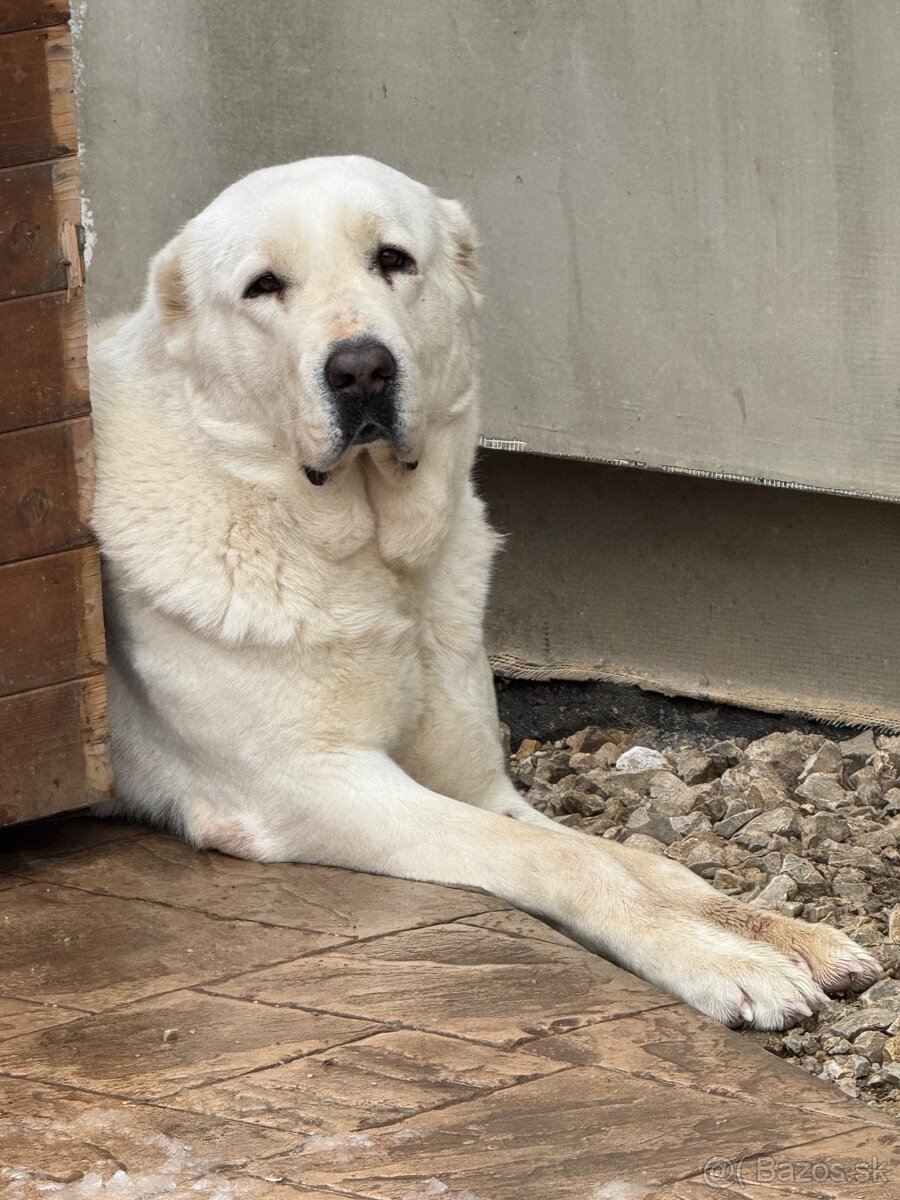 Stredoázijský ovčiak SAO - 14