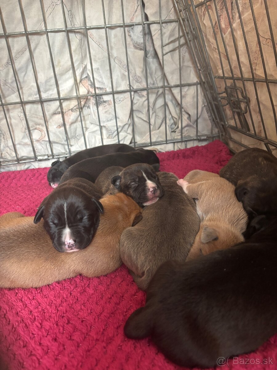 Americký stafordsirsky terier, Stafford, amstaf - 14