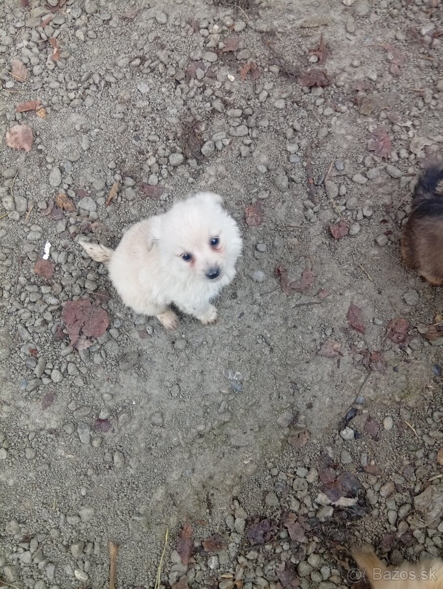 Predám 8-týždnové šteniatka 1 za 20€ - 14