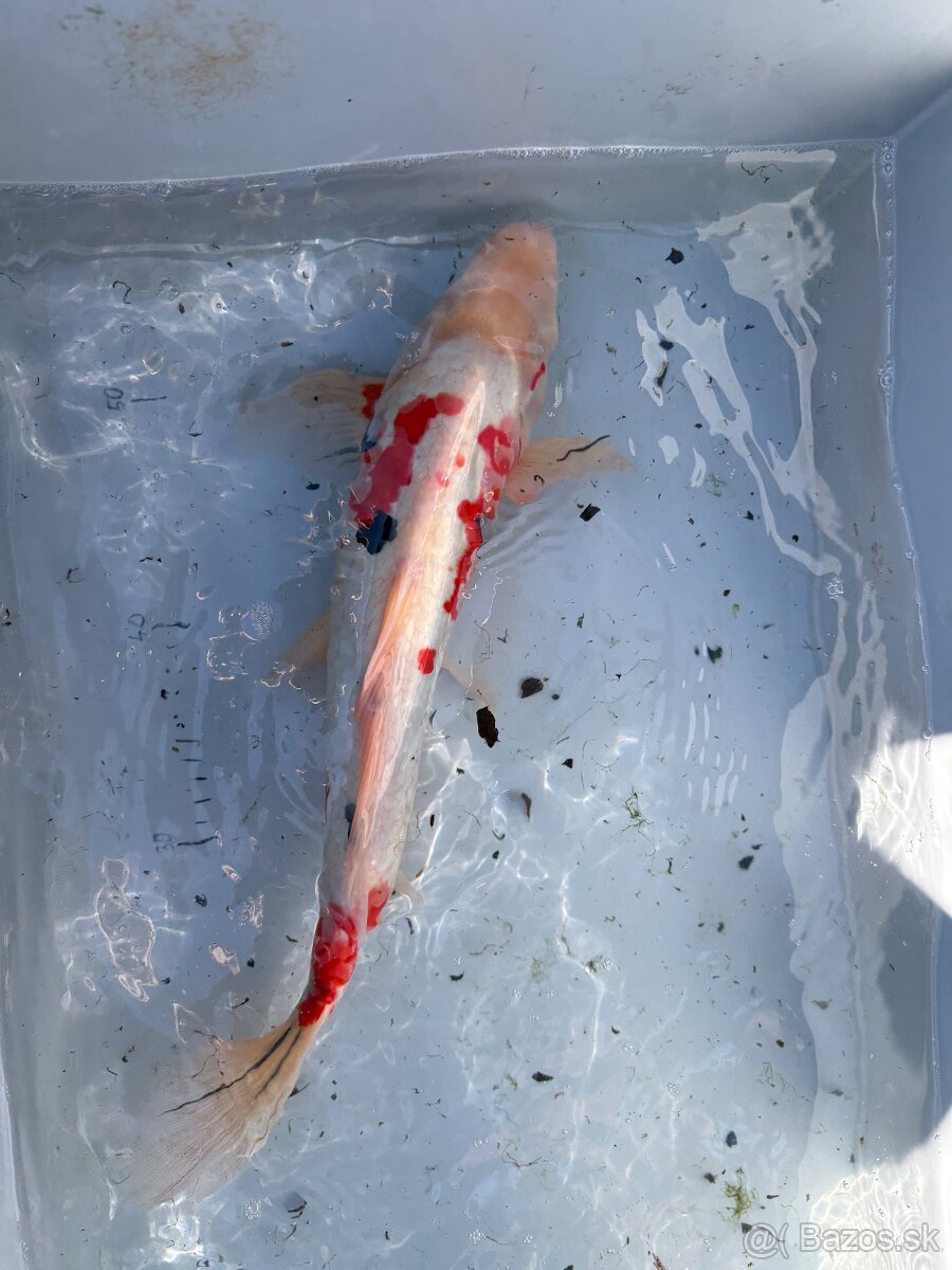 Japonské Koi kapre - 14