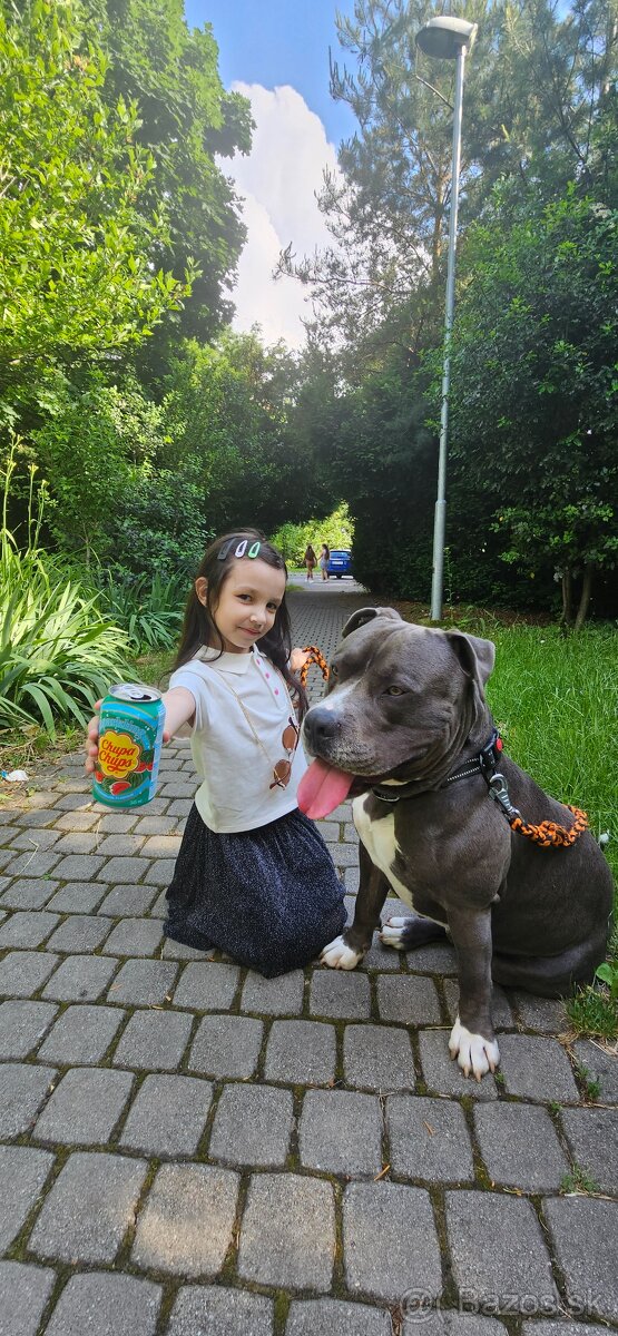 Krytie - Americky Stafordsirsky terier - 14