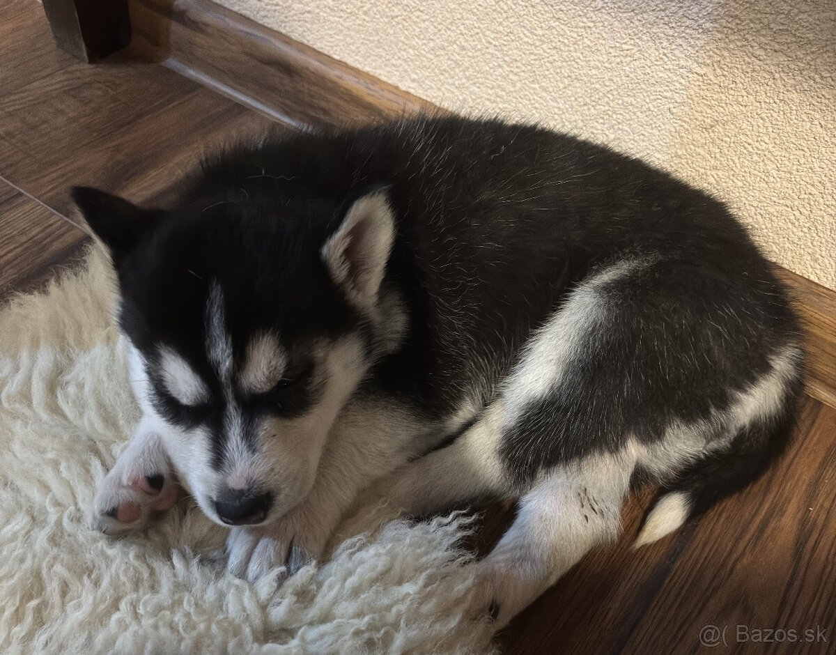 Sibírsky husky - 14