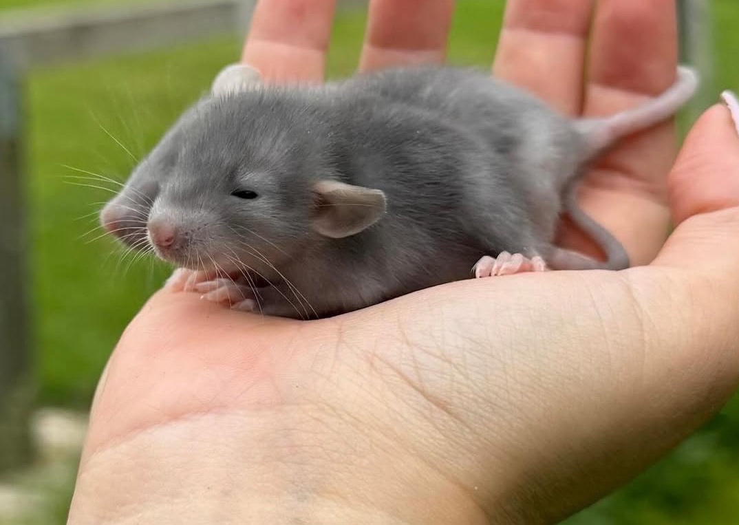 🐭 potkan, potkaníky 🐰 - 14