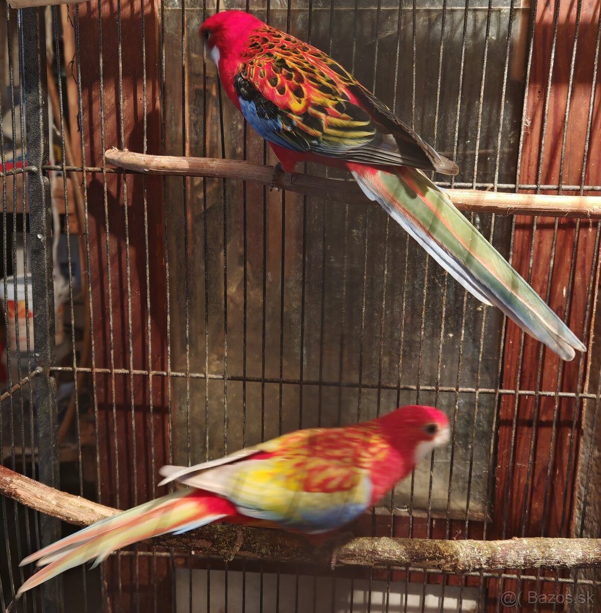 Rozela pestrá - pár - 14