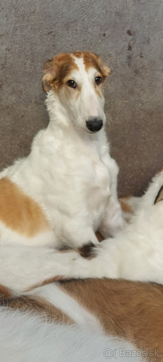 Barzoj ruský chrt s PP - 14