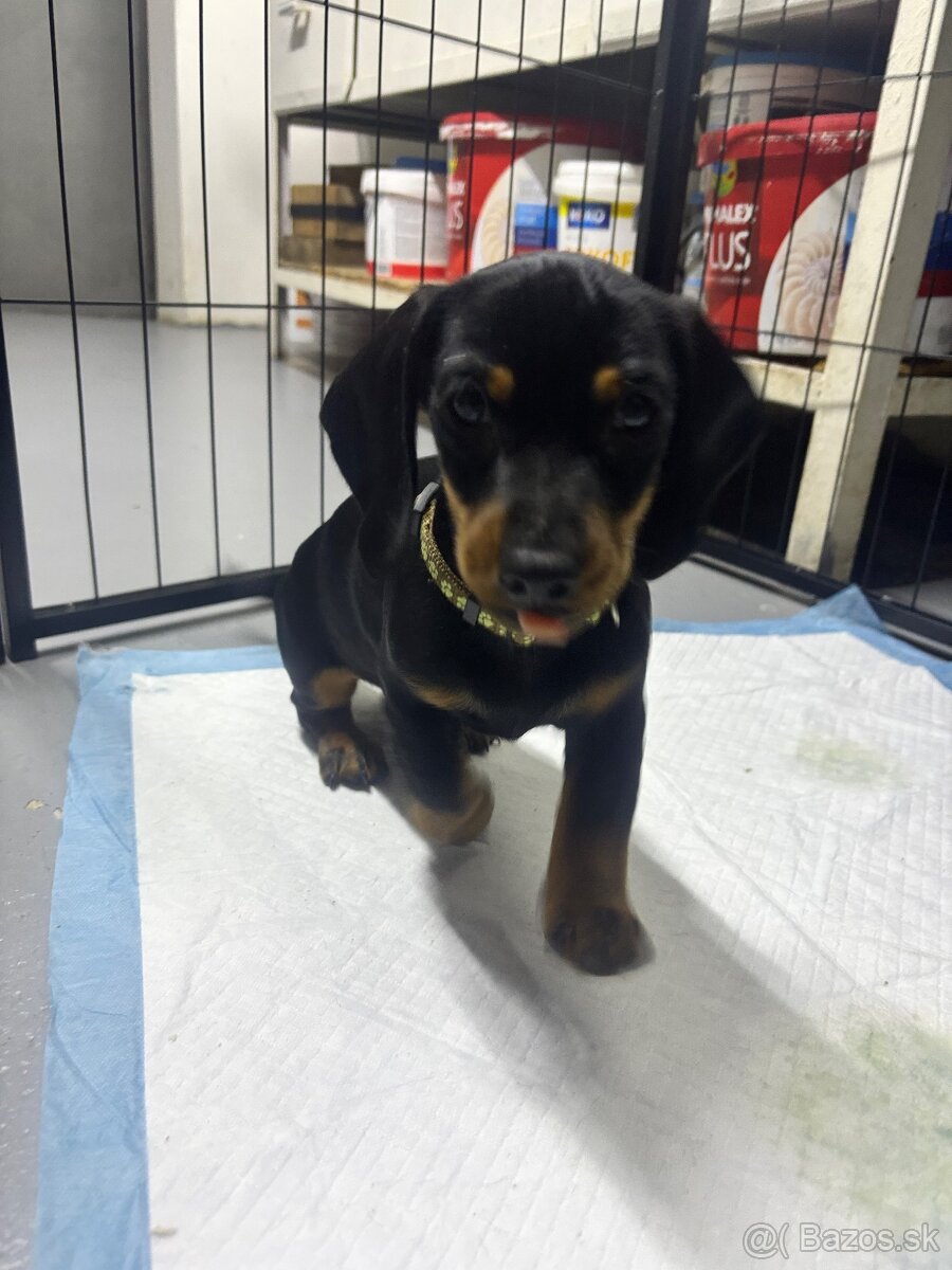 Jazvečík kratkosrstý - 14