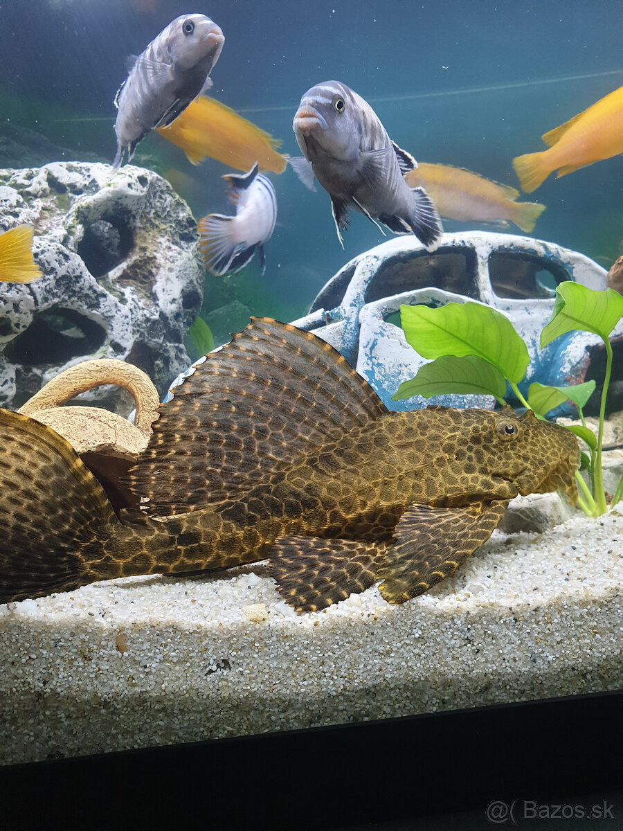 Akvárium - 14