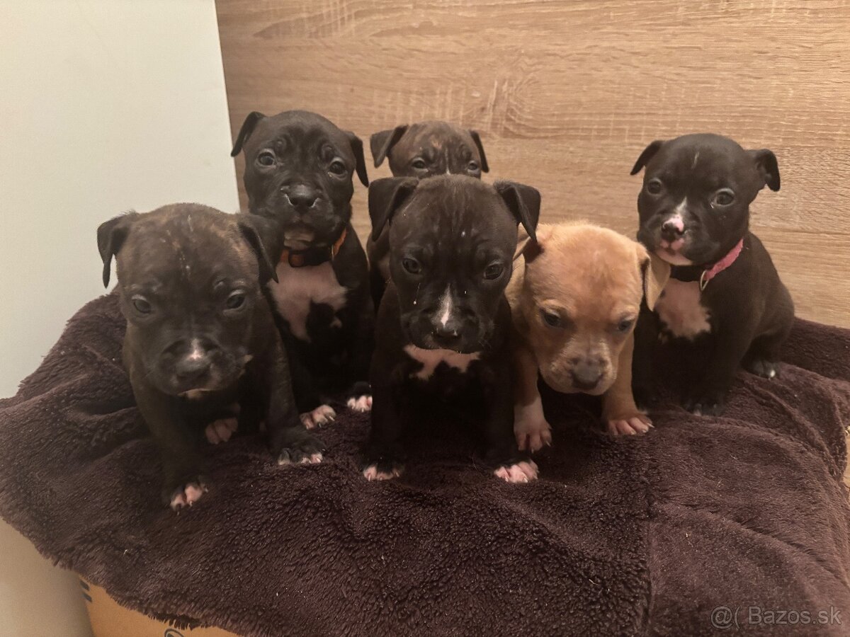 Americký stafordsirsky terier, Stafford, amstaf - 14