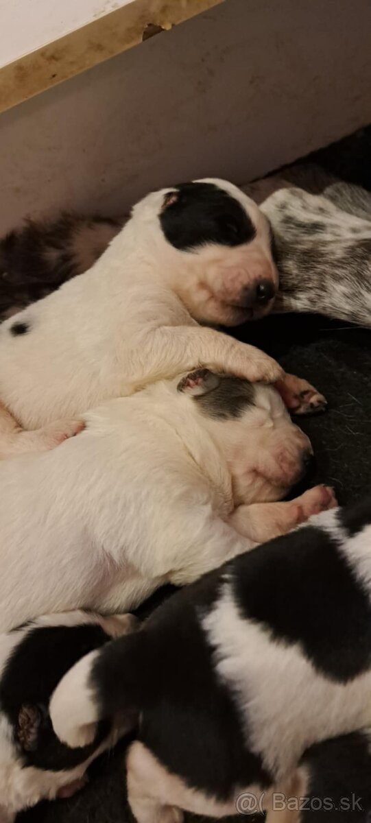 Stredoázijský ovčiak - šteniatka s PP - 14