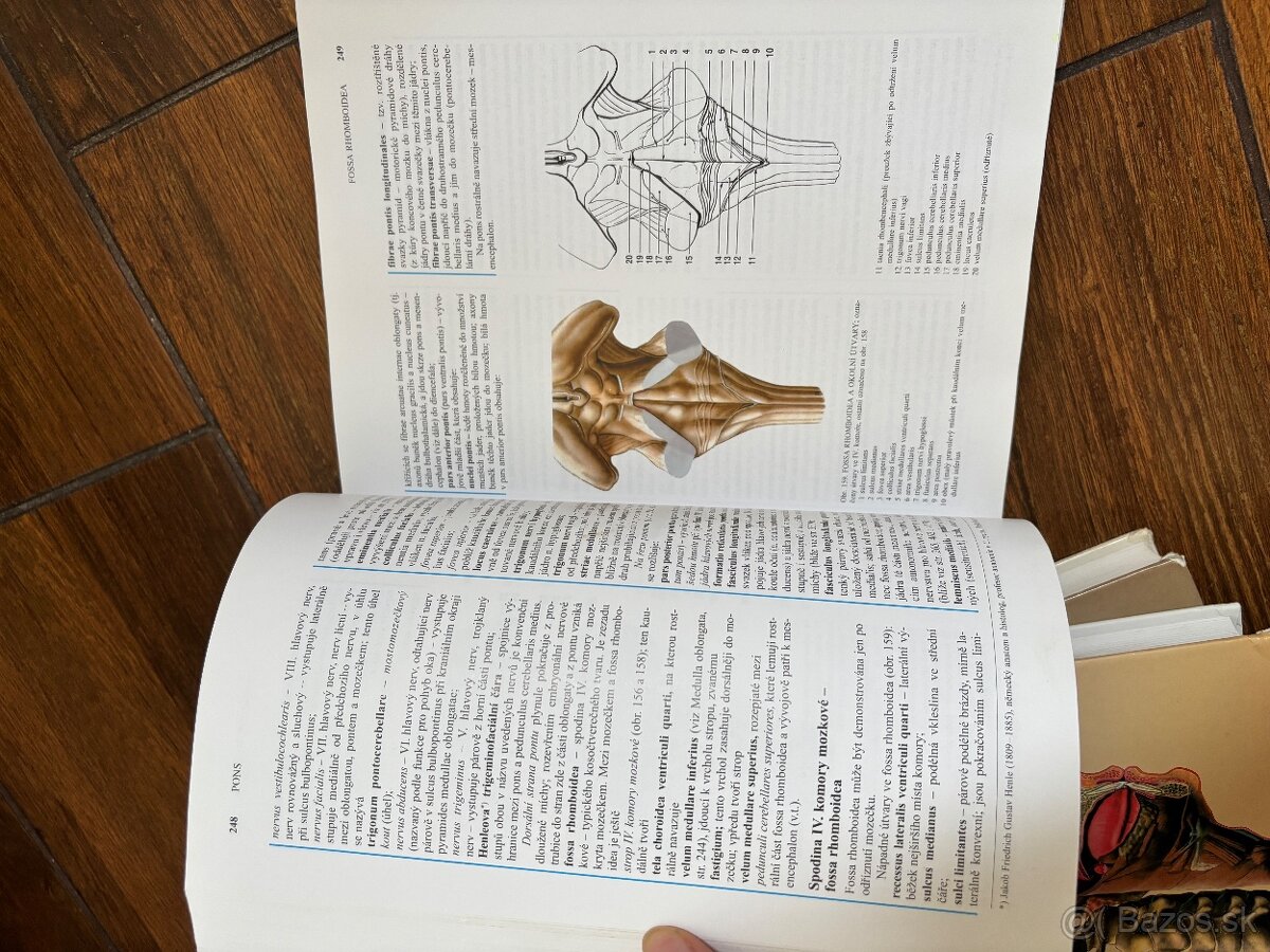 Anatomia Čihak 1,2,3 - 14