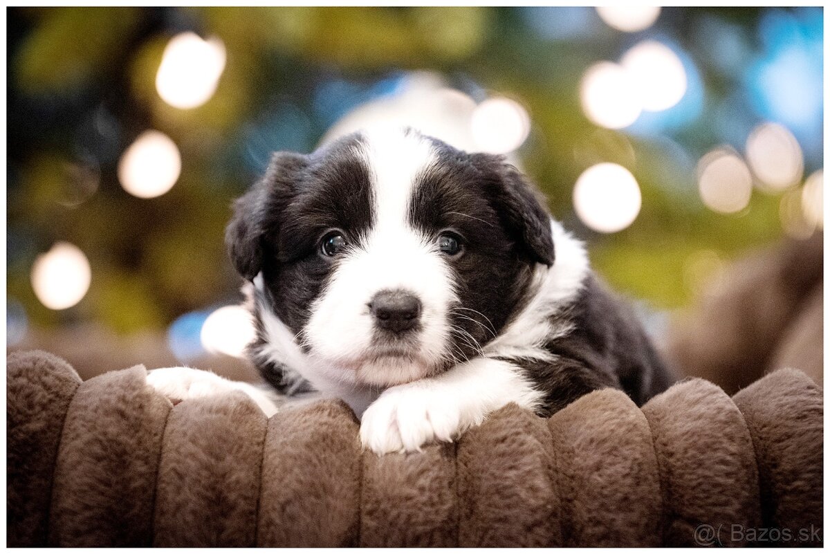 Border Collie Border Kolia s PP FCI - 14