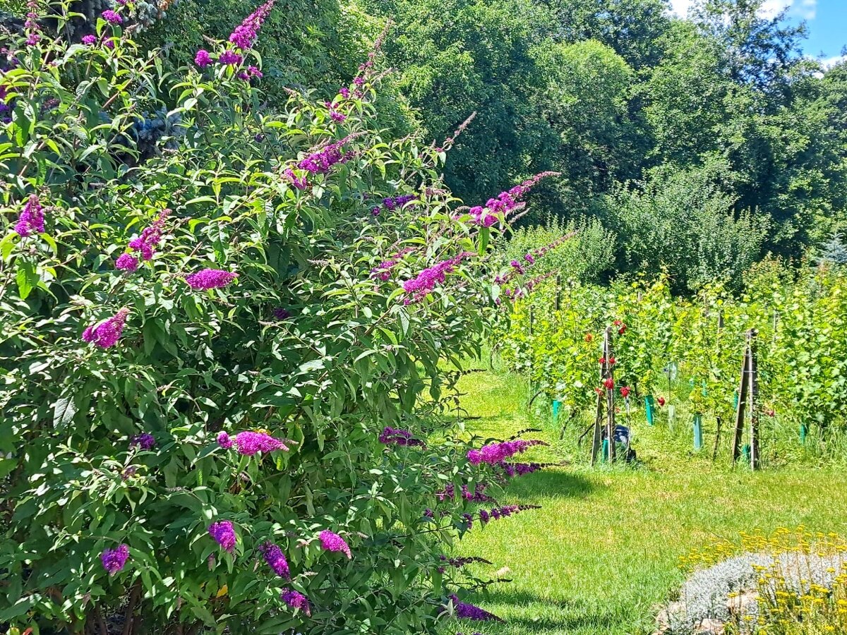 PREDAJ - rodinný dom v obci Cífer - novostavba - 14